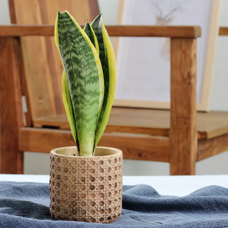 Vintage Mediterranean Cement Pot